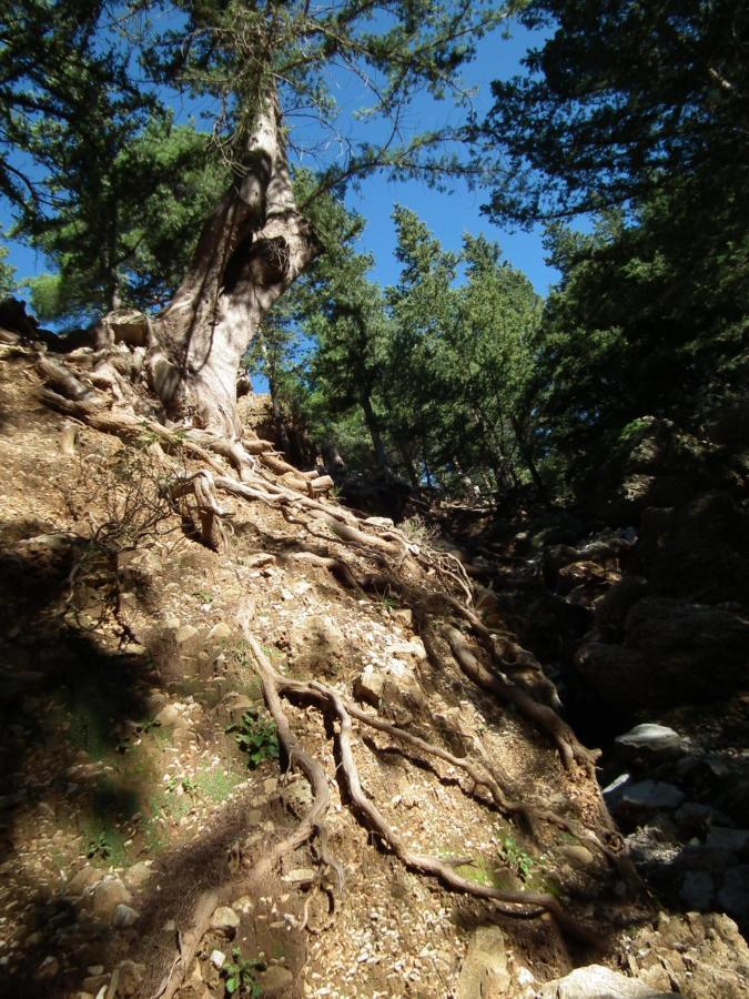 Echo Traditional House - Ηχώ Παραδοσιακό Σπίτι Émbonas Eksteriør bilde